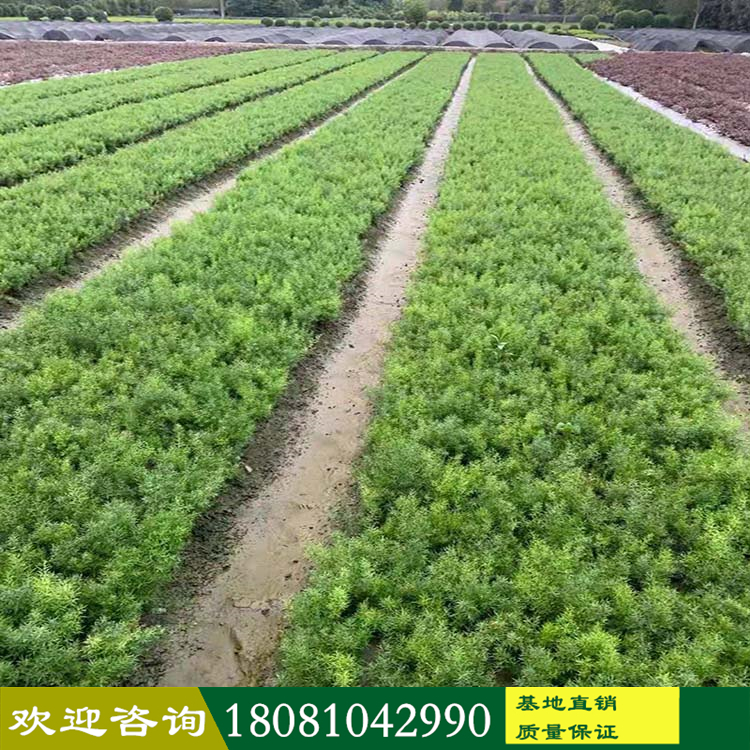 四川苗木基地 天門冬產(chǎn)地 常綠天門冬 狐尾天門冬 各種綠化植物 長年供應(yīng) 現(xiàn)挖現(xiàn)發(fā) 基地直供