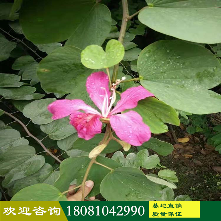 紅花羊蹄甲廠家 洋紫荊基地 香港紫荊花產(chǎn)地 高品質(zhì)苗木批發(fā) 品種齊全