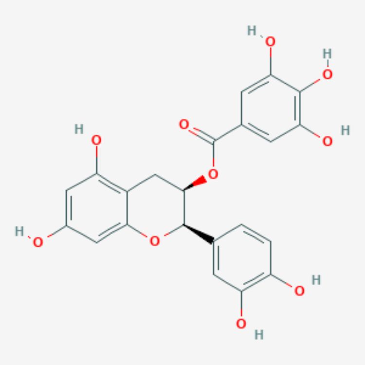 表兒茶素沒食子酸酯
