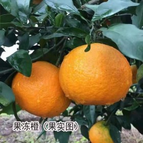 四川橘子苗批發(fā)基地 果凍橙苗批發(fā) 汁水多